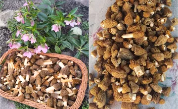 FOTO: Hubári sa tešia z prvých jarných úlovkov. Kde v okolí Košíc nájdete delikátne smrčky?