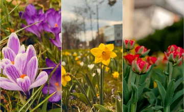 VIDEO: Košice aj tento rok kvitnú do krásnych odtieňov, okrem nich vysádza mesto aj nové stromy vo viacerých častiach