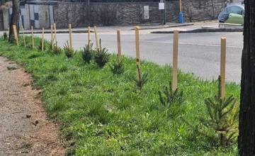 Iniciatívny Košičan zobral svoje okolie do vlastných rúk, pri ceste svojvoľne vysadil smreky. Musí ich odstrániť