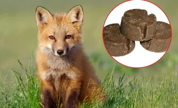 Chystáte sa na prechádzku so štvornohým miláčikom do lesa? V Košickom kraji začala vakcinácia líšok, zvýšte opatrnosť