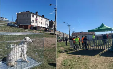 FOTO: V ďalších osadách na východe Slovenska prebehla kastrácia psov. Cieľom je regulácia a zvýšenie bezpečnosti