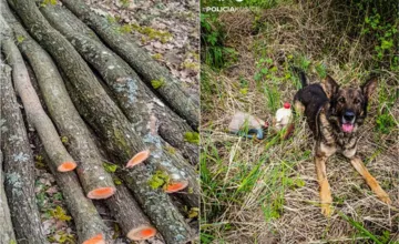Do lesov na Zemplíne chodili ako do šopy po drevo. Všimli si ich policajti, dali sa na útek, no ich pach zachytil Faris
