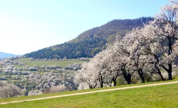 FOTO: Čerešňový raj, ktorý musíte navštíviť. Brdárka vám vyrazí dych, láka romantikov aj fotografov