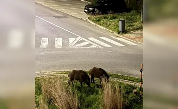 Na Ťahanovciach nie sú žiadnou novinkou, na diviakov upozorňuje aj obyvateľka inej mestskej časti, takú kritiku nečakala