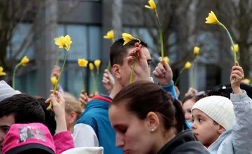 FOTO: Deň narcisov je už 30 rokov symbolom podpory a nádeje. V uliciach Košíc sú dobrovoľníci, ako ich spoznáte? 