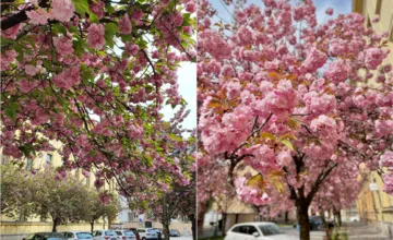 VIDEO: Sakury v Košiciach opäť rozkvitli. Kde nájdete najkrajšie ružové zákutia mesta? 