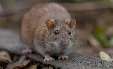 Kým v jednej časti košického sídliska deratizácia zabrala, na druhej upozorňujú susedia na potkanie nájazdy 