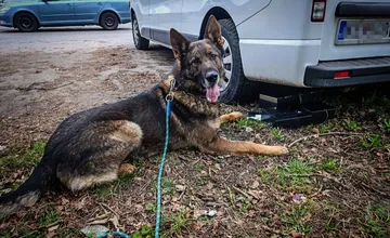 Policajný pes Faris bol opäť v akcii, v Trebišove objasňoval vlámanie sa do predajne