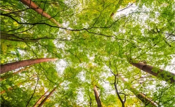 Novovysadené stromčeky na košickom sídlisku budú musieť odstrániť, dobrý umysel miestného priniesol niekoľko problémov