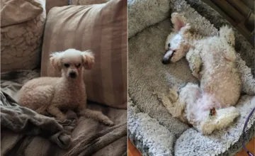 Košičan zverejnil inzerát, v ktorom chce darovať 13-ročú pudlíčku Sisi. Kým jedni kritizujú, ďalší vyjadrili pochopenie