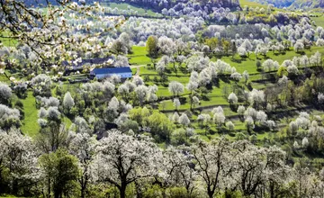 FOTO: Nestihli ste prechádzku po rozkvitnutej Brdárke? Čerešňový raj očami fotografa vám vyrazí dych