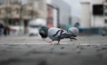 Obyvateľovi košického KVP prekážajú premnožené holuby, čo navrhujú susedia? Problém nemá také jednoduché riešenie