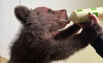 Košická zoo sa rozrástla o nový prírastok, návštevníkom robí radosť medvedie mláďa Leon s tajomným životným príbehom
