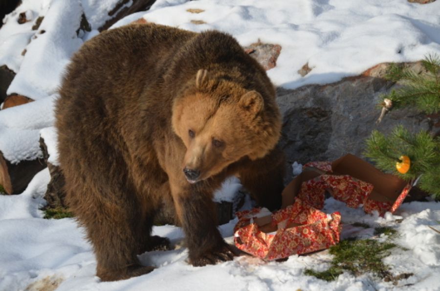 Zvieratá v zoo dostali vianočné darčeky, foto 5