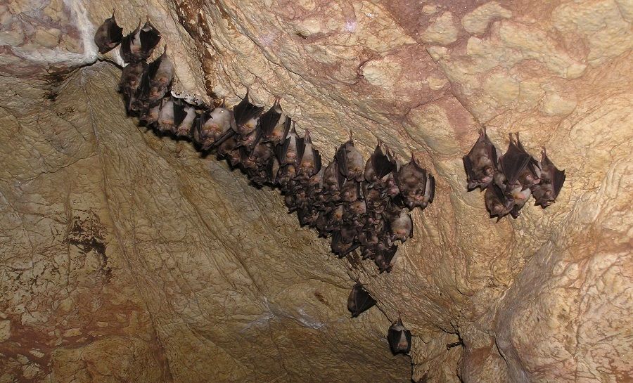 Zimné sčítanie netopierov na území NP Slovenský kras, foto 1