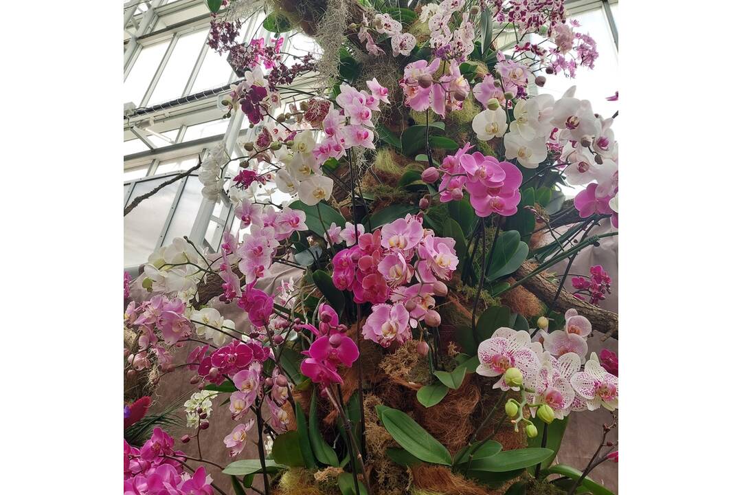FOTO: Výstava orchideí v košickej Botanickej záhrade, foto 1