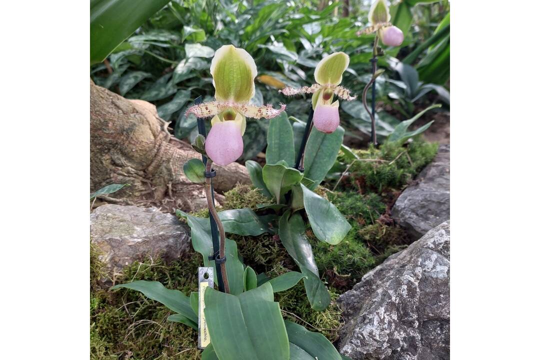FOTO: Výstava orchideí v košickej Botanickej záhrade, foto 7