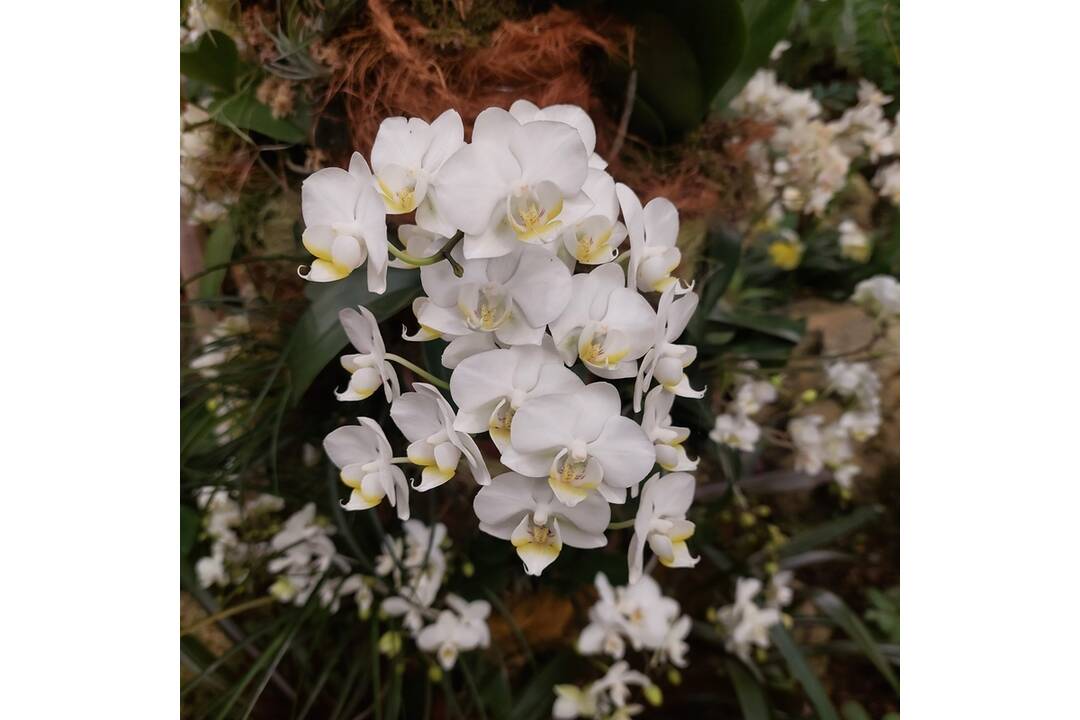FOTO: Výstava orchideí v košickej Botanickej záhrade, foto 4