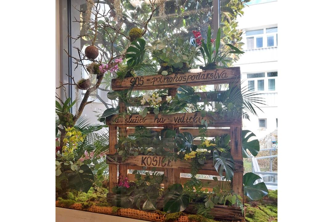 FOTO: Výstava orchideí v košickej Botanickej záhrade, foto 2