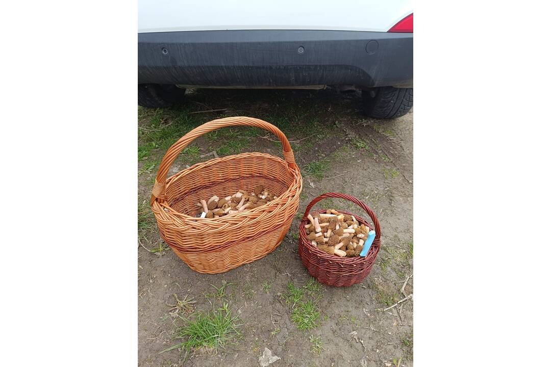 FOTO: Košickí hubári našli prvé úlovky, foto 1