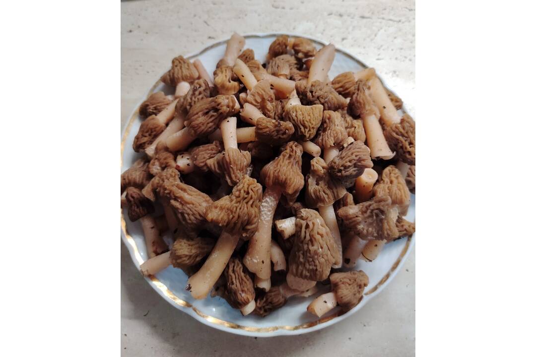 FOTO: Košickí hubári našli prvé úlovky, foto 2