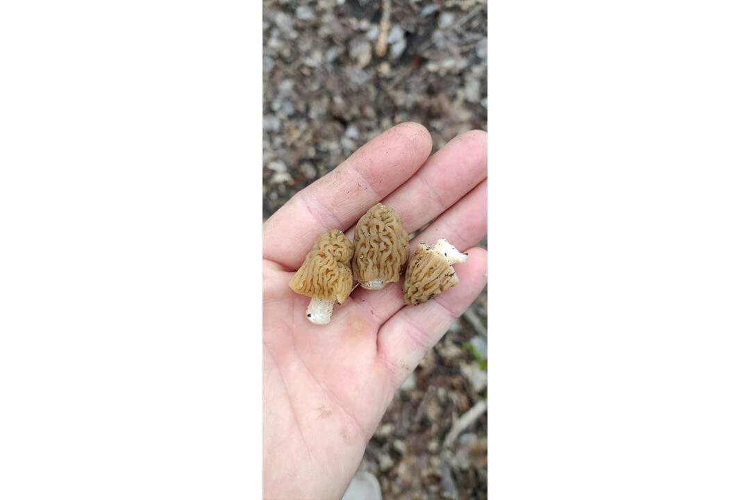 FOTO: Košickí hubári našli prvé úlovky, foto 3