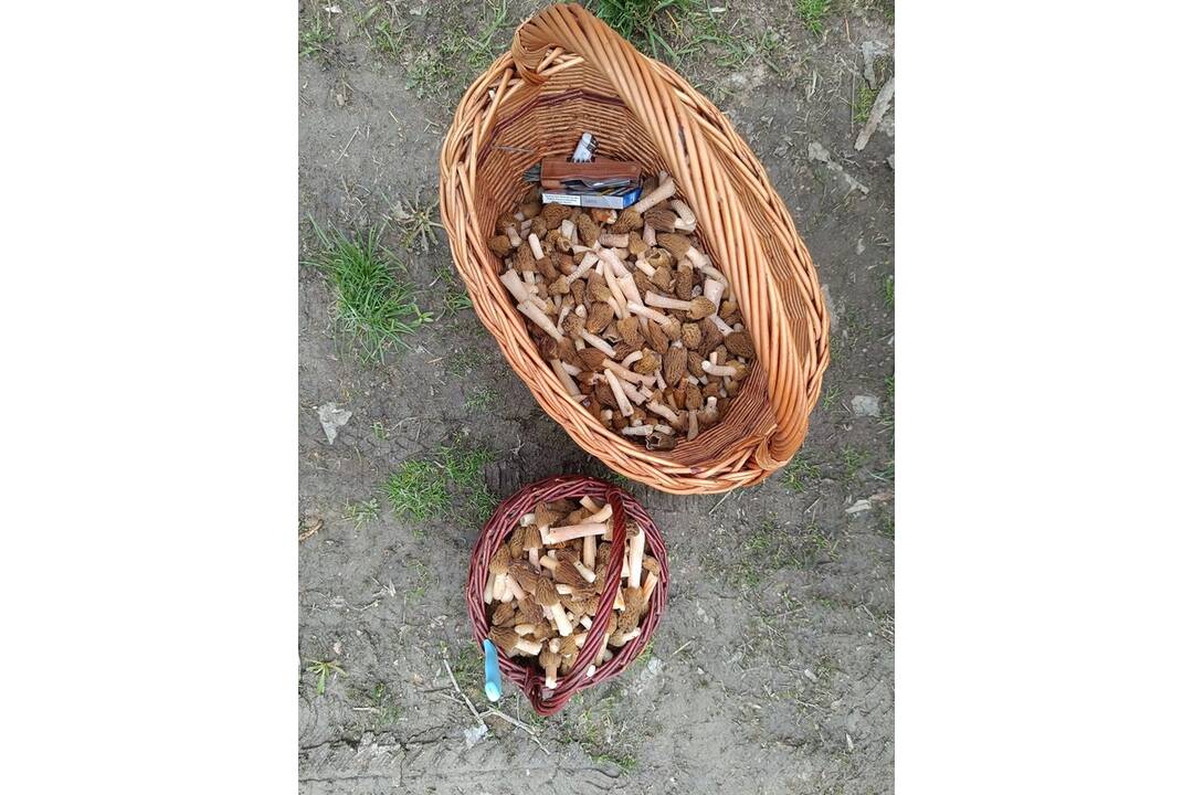 FOTO: Košickí hubári našli prvé úlovky, foto 4