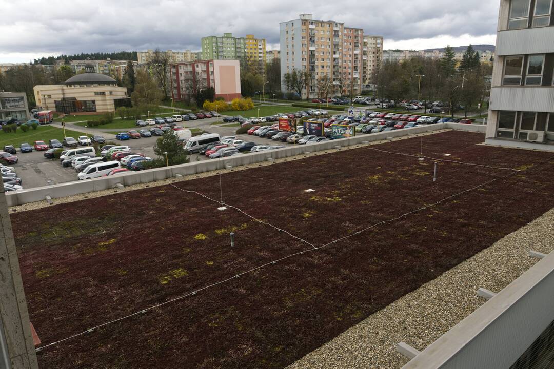 FOTO: Košický magistrát sa zmenil na zelenú oázu, foto 6
