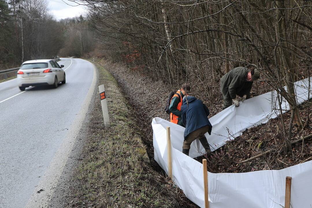 FOTO: Budovanie zábran v Slovenskom raji kvôli migrácii žiab, foto 2