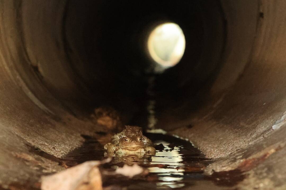 FOTO: Budovanie zábran v Slovenskom raji kvôli migrácii žiab, foto 7