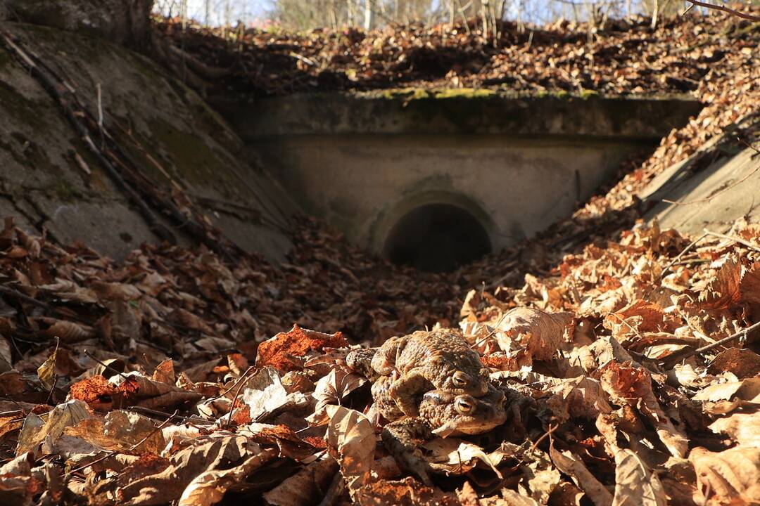 FOTO: Budovanie zábran v Slovenskom raji kvôli migrácii žiab, foto 9