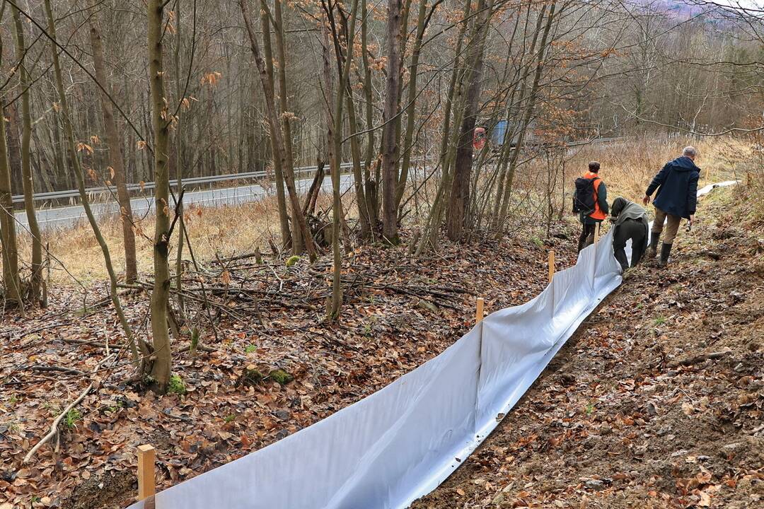 FOTO: Budovanie zábran v Slovenskom raji kvôli migrácii žiab, foto 12
