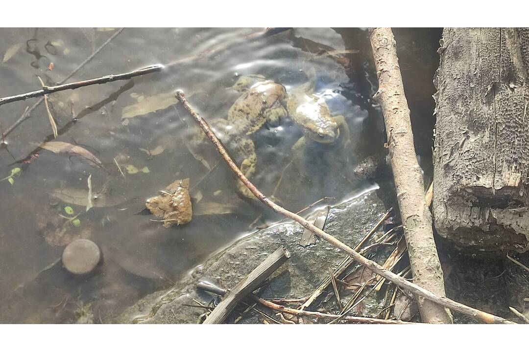 FOTO: Žalostný stav brehov vodnej nádrže Ružín, foto 6