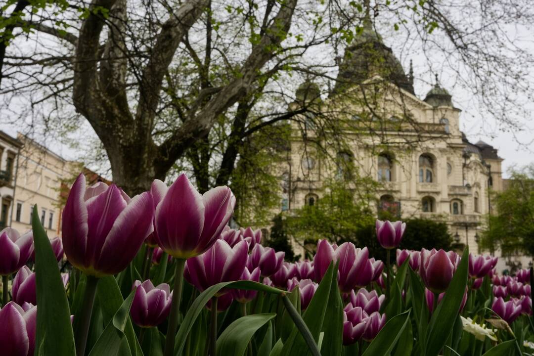 FOTO: Rozkvitnuté Košice sú pastvou pre oči, foto 3