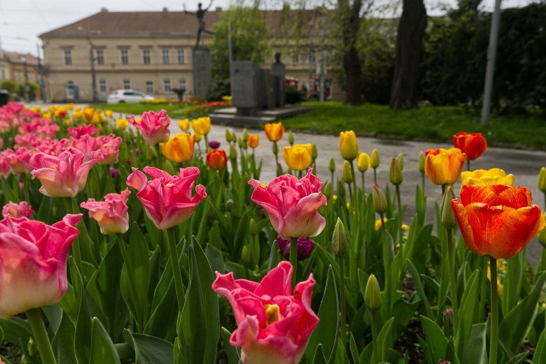 FOTO: Rozkvitnuté Košice sú pastvou pre oči, foto 4