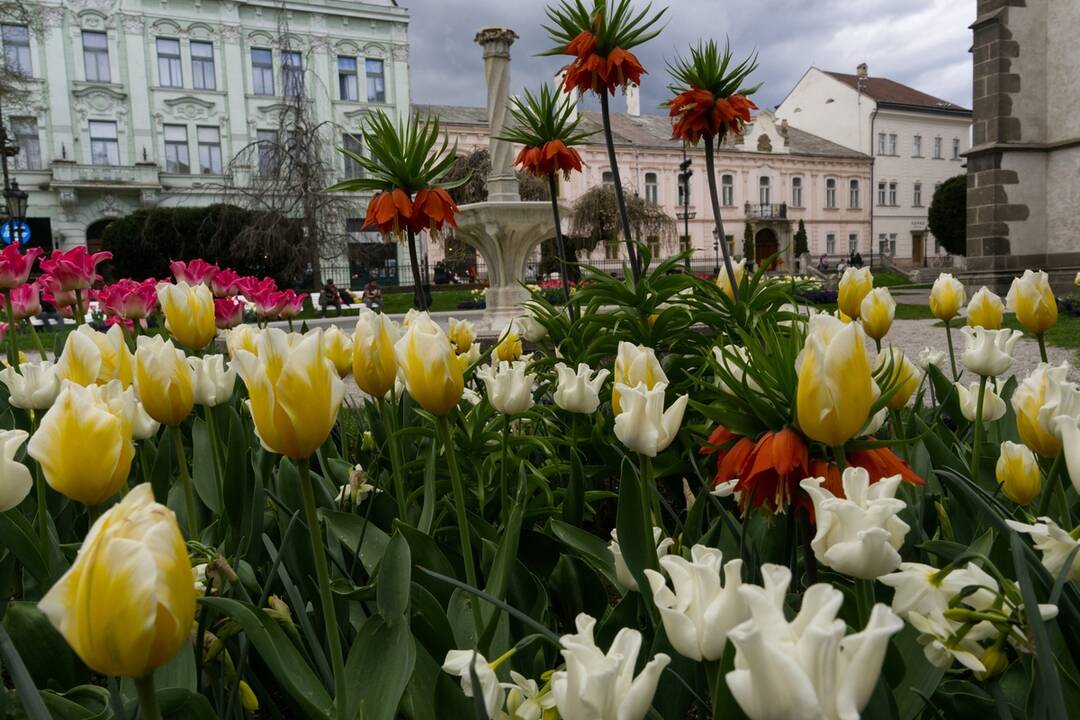 FOTO: Rozkvitnuté Košice sú pastvou pre oči, foto 6