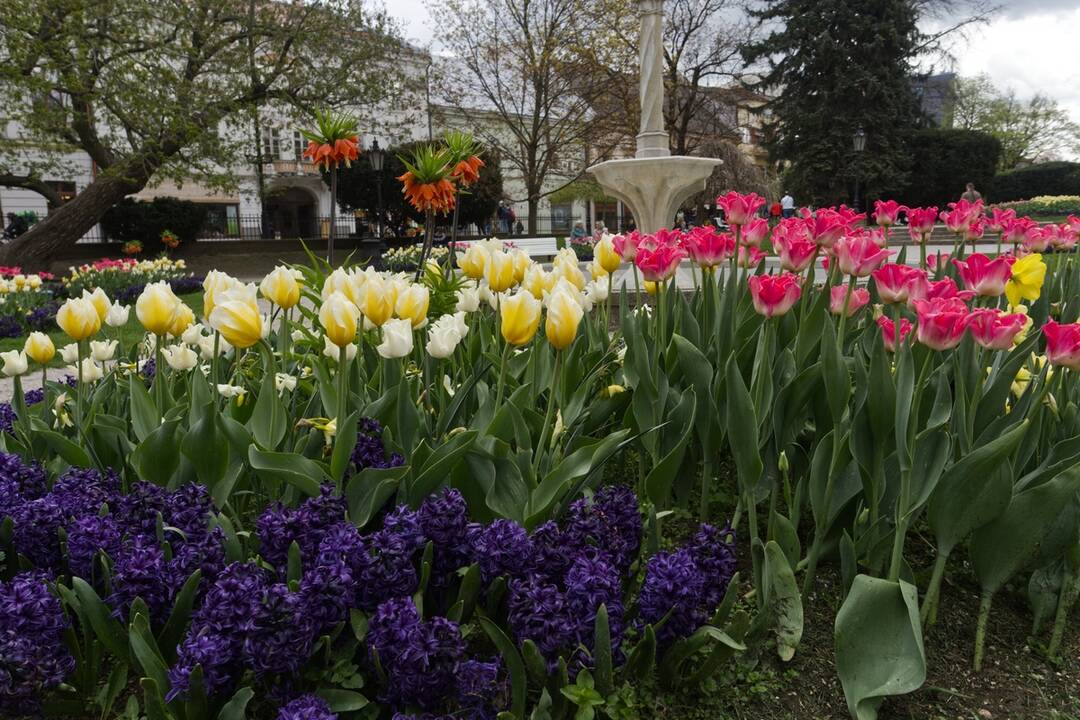 FOTO: Rozkvitnuté Košice sú pastvou pre oči, foto 9