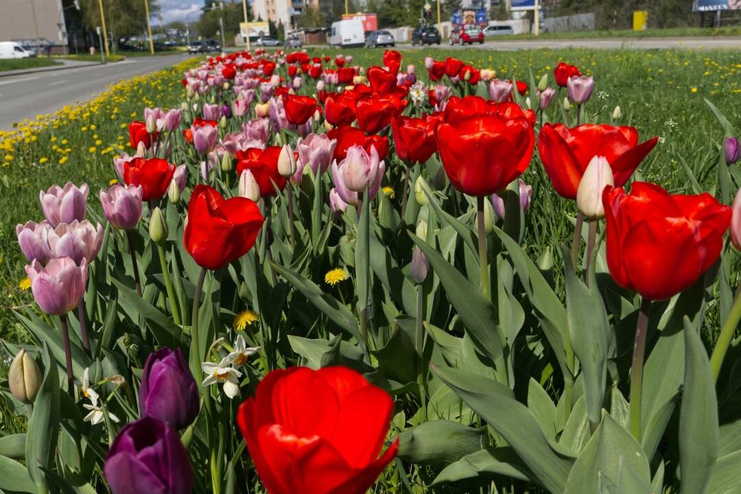 FOTO: Rozkvitnuté Košice sú pastvou pre oči, foto 11