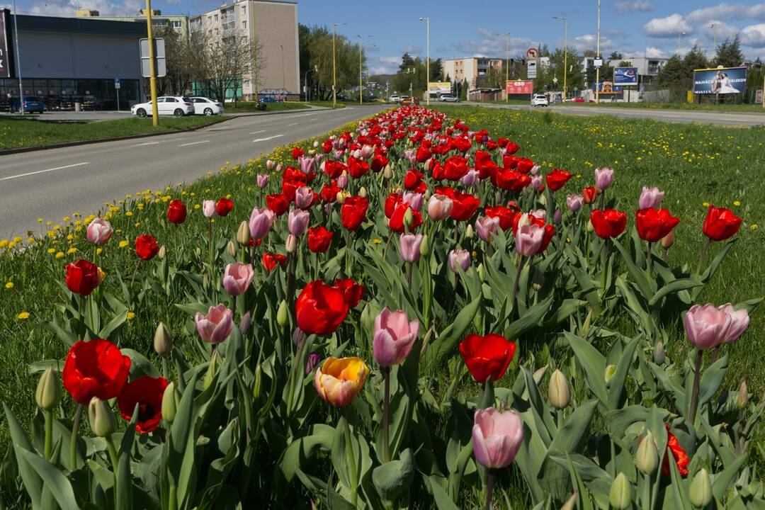 FOTO: Rozkvitnuté Košice sú pastvou pre oči, foto 12