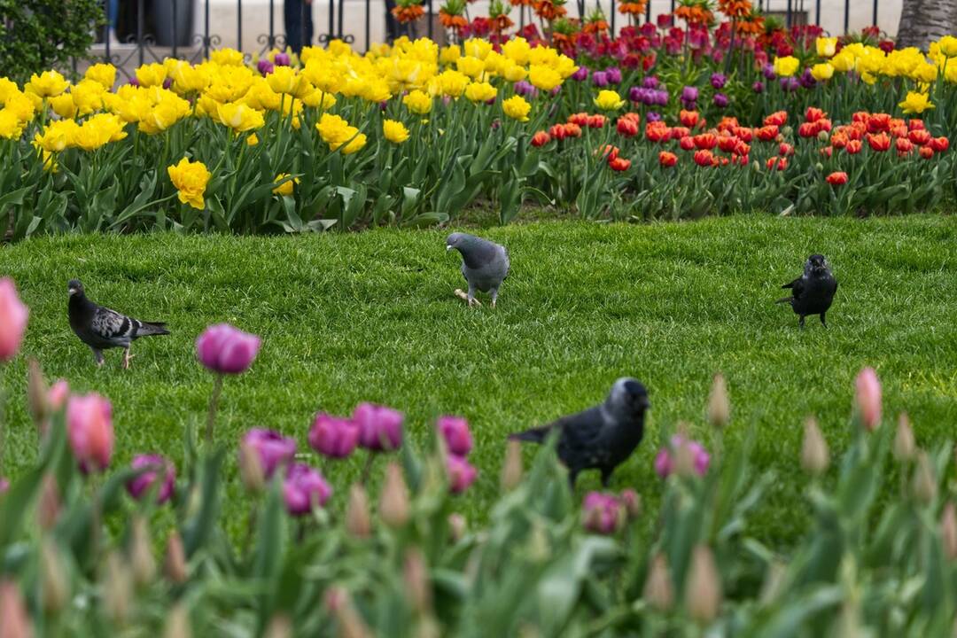 FOTO: Rozkvitnuté Košice sú pastvou pre oči, foto 13