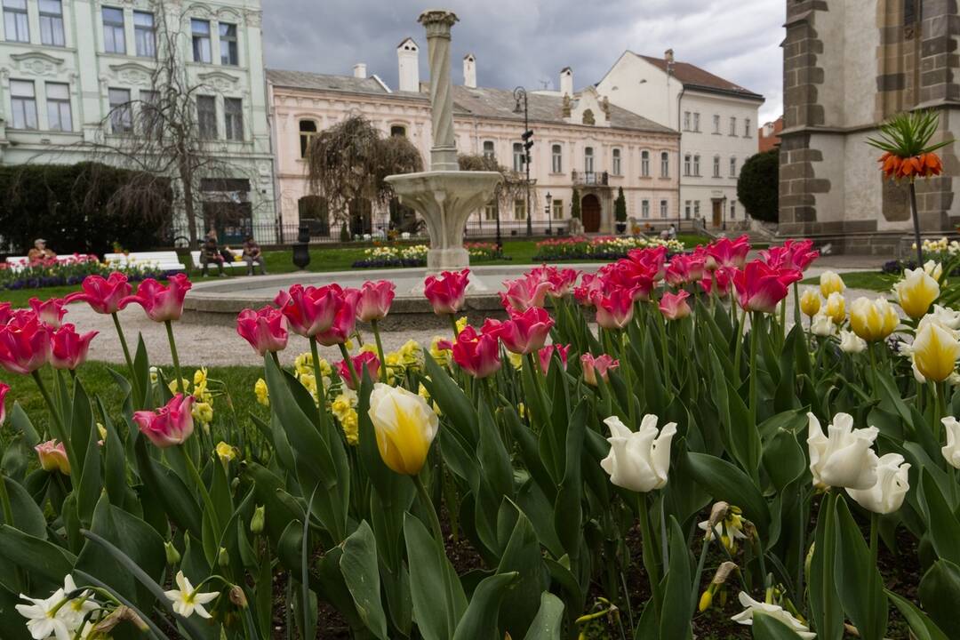 FOTO: Rozkvitnuté Košice sú pastvou pre oči, foto 15