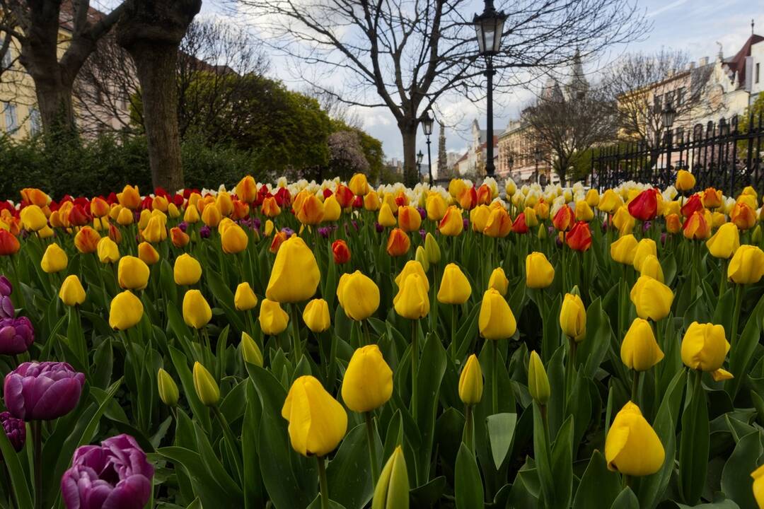 FOTO: Rozkvitnuté Košice sú pastvou pre oči, foto 17