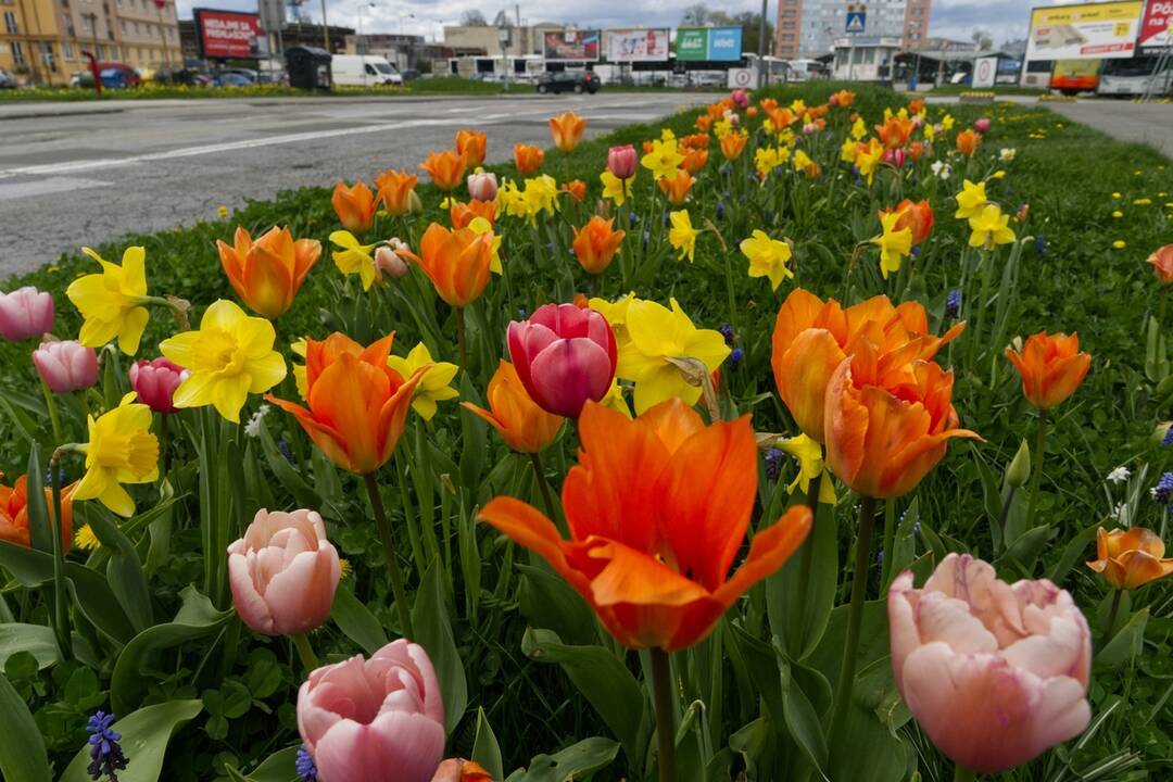 FOTO: Rozkvitnuté Košice sú pastvou pre oči, foto 18