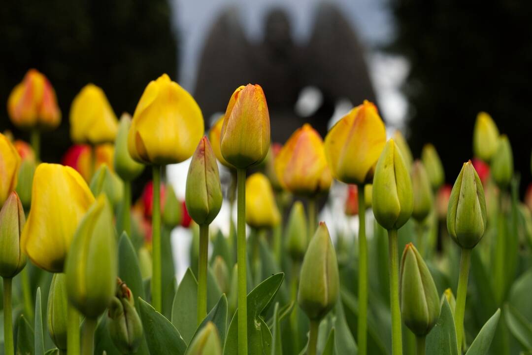 FOTO: Rozkvitnuté Košice sú pastvou pre oči, foto 19