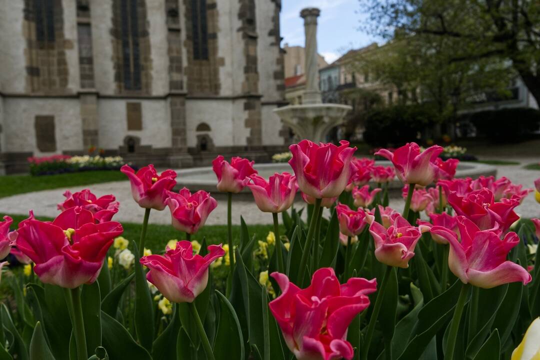 FOTO: Rozkvitnuté Košice sú pastvou pre oči, foto 20