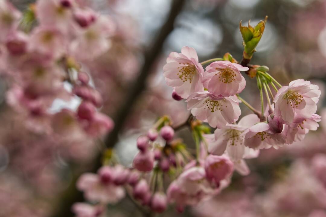 FOTO: Rozkvitnuté Košice sú pastvou pre oči, foto 23