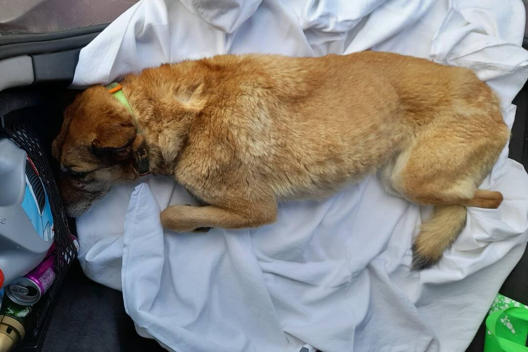 FOTO: Utýraný a vyhladovaný Odin mal v tele starší brok, foto 1