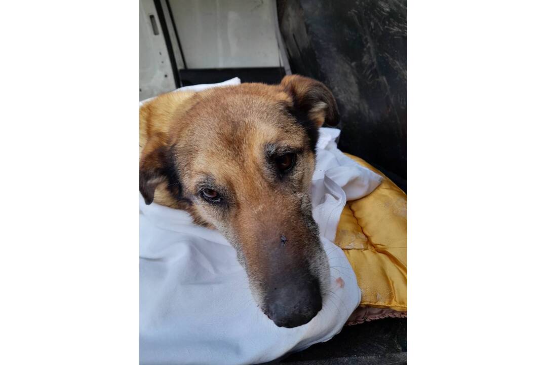 FOTO: Utýraný a vyhladovaný Odin mal v tele starší brok, foto 2