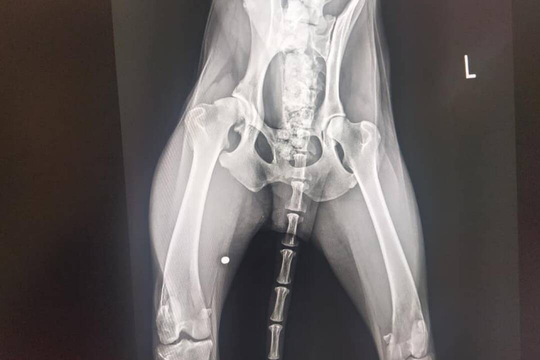 FOTO: Utýraný a vyhladovaný Odin mal v tele starší brok, foto 5