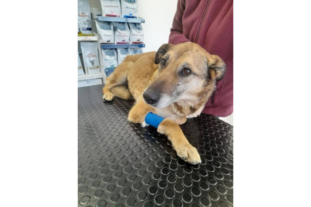 FOTO: Utýraný a vyhladovaný Odin mal v tele starší brok, foto 4